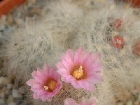 Mammillaria glassii ssp. ascensionis JL2713 ex Lau1339 (Coah., Mexico).jpg